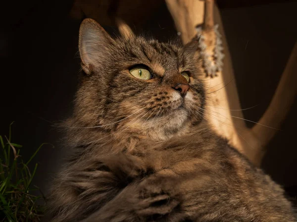 Tabby Hnědá Šedá Kočka Zelenýma Očima Krytém Stromě Hledá Venku — Stock fotografie