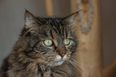 Kapalı alanda yeşil gözlü tekir kahverengi kedi güneşli kış günlerini dışarıda bekliyor.