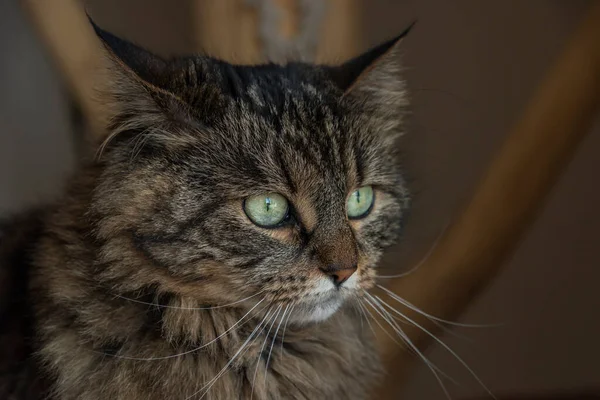 Tabby Brun Grå Katt Med Gröna Ögon Inomhus Träd Söker — Stockfoto