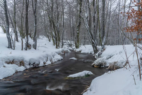 Ruisseau Olsovy Près Village Petrovice Dans Les Montagnes Krusne Hiver — Photo