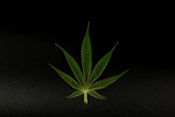 Kolorowy Liść Odmiany Marihuany Dojrzewa Kolor Kwiat Czarnym Szarym Tle — Zdjęcie stockowe