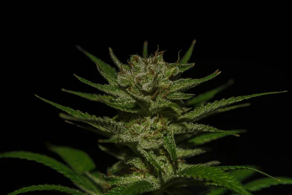 Marihuana Çeşitliliği Olgunlaşmış Siyah Gri Arka Planlı Bir Çiçek — Stok fotoğraf