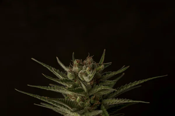 Variedad Marihuana Madura Flor Color Con Fondo Negro Gris — Foto de Stock