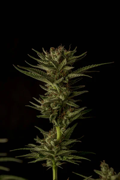 Variety Marijuana Ripened Color Flower Black Gray Background — Stock Photo, Image