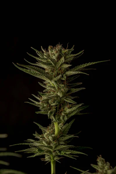 Variedade Maconha Amadureceu Flor Cor Com Fundo Preto Cinza — Fotografia de Stock