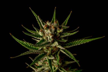 S.A.G.E. Marihuana çeşitliliği olgunlaşmış, siyah ve gri arka planlı bir çiçek.