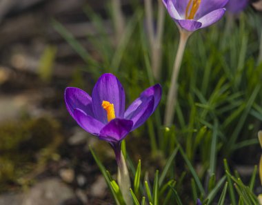 Bahar güneşli bir günde yeşil çimlerde mor tarla çiçeği
