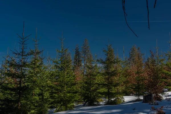 Farbe Frühling Winter Nadeln Wald Den Bergen Des Nationalparks Sumava — Stockfoto