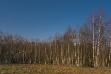 Krusne dağlarındaki huş ağaçları ve çayırlar ilkbaharda güneşli, güneşli soğuk sabahlarda