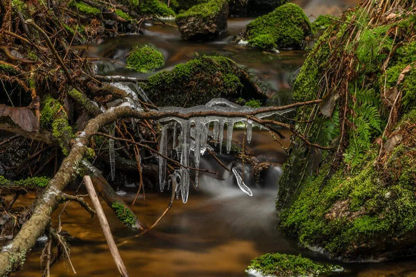 Grama Seca Gelo Gelado Perto Riacho Hajny Parque Nacional Sumava — Fotografia de Stock