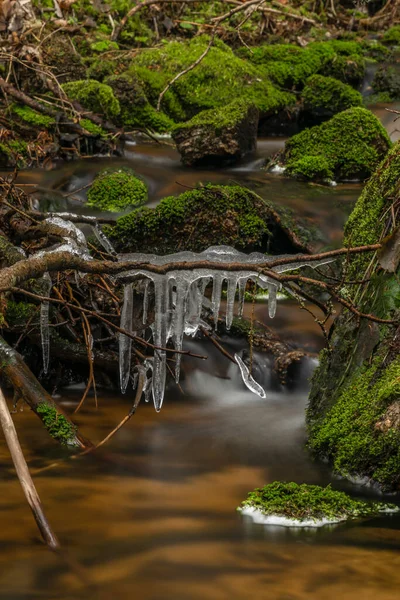 Grama Seca Gelo Gelado Perto Riacho Hajny Parque Nacional Sumava — Fotografia de Stock