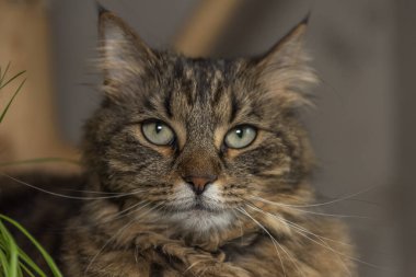 Yeşil gözlü tekir kedi yeşil kedi otuyla el yapımı iç ağaç üzerinde