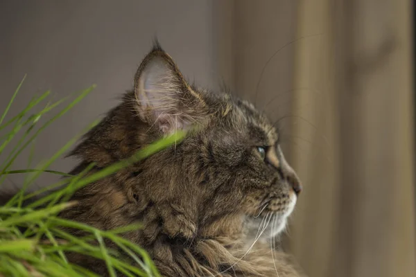 Tabby Gato Com Olhos Verdes Árvore Interior Artesanal Com Grama — Fotografia de Stock