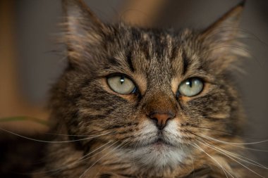 Yeşil gözlü tekir kedi yeşil kedi otuyla el yapımı iç ağaç üzerinde