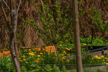 Bahar mevsiminde karahindiba çiçeği çimen ve meyve ağaçları ile taze bahçe
