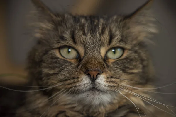 Gato Tabby Con Ojos Verdes Árbol Interior Hecho Mano Con —  Fotos de Stock