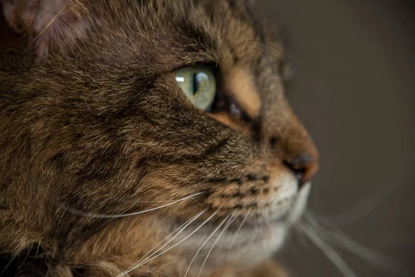 Tabby Katze Mit Grünen Augen Auf Handgemachtem Indoor Baum Mit — Stockfoto