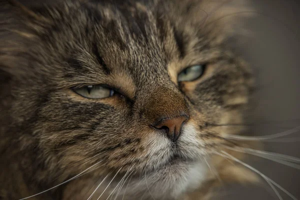 Tabby Kočka Zelenýma Očima Ručně Vyrobeném Vnitřním Stromě Zelenou Kočičí — Stock fotografie