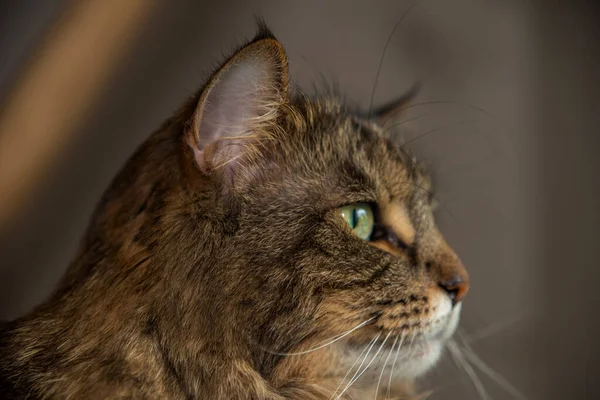 Gato Tabby Con Ojos Verdes Árbol Interior Hecho Mano Con —  Fotos de Stock