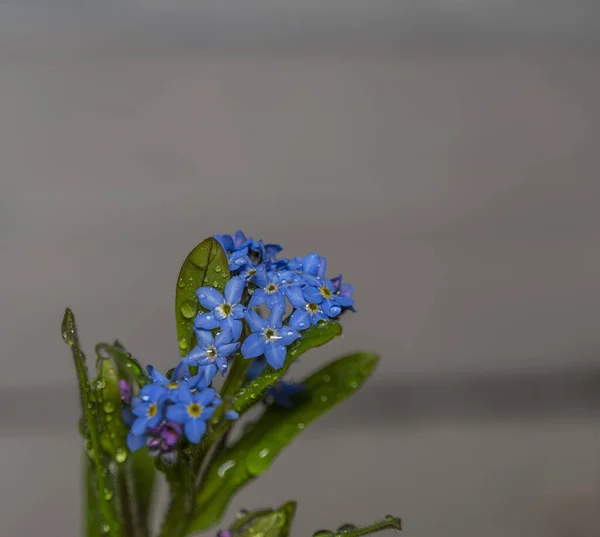 Färg Inomhus Blå Och Gula Blommor Med Färg Mörk Bakgrund — Stockfoto