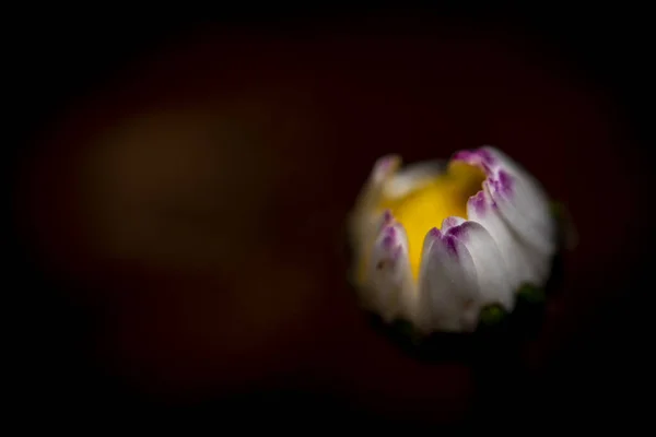 Farbe Innenansicht Auf Blauen Und Gelben Blumen Mit Dunklem Hintergrund — Stockfoto