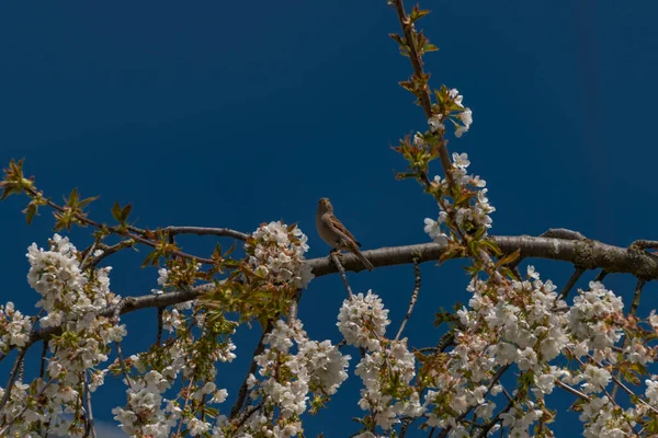 Serçe Kuş Kiraz Ağacı Dalında Şarkı Söylüyor Taze Bahar Güneşli — Stok fotoğraf