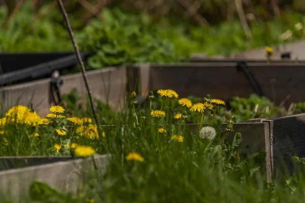 Bahar mevsiminde karahindiba çiçeği çimen ve meyve ağaçları ile taze bahçe