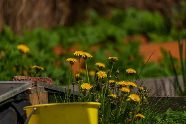 Bahar mevsiminde karahindiba çiçeği çimen ve meyve ağaçları ile taze bahçe