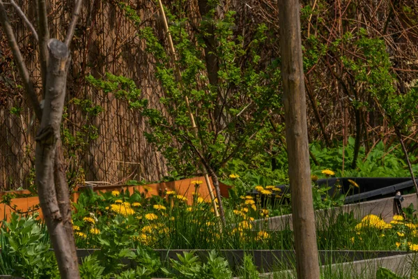 Bahar mevsiminde karahindiba çiçeği çimen ve meyve ağaçları ile taze bahçe