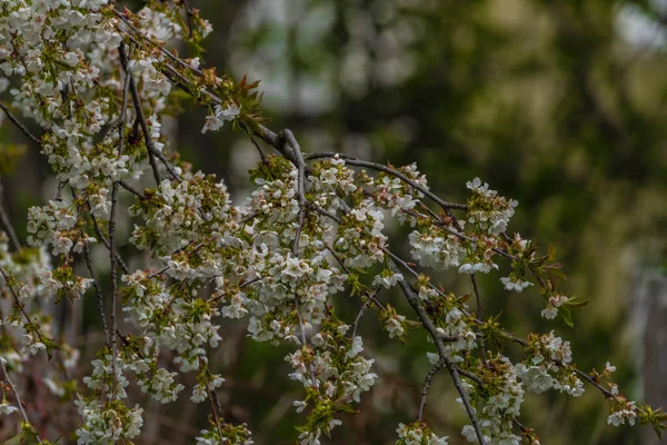 Mirlo Cantando Rama Cerezo Con Flor Blanca Fresco Día Soleado — Foto de Stock