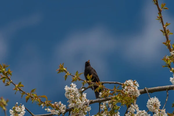 Blackbird Sjunger Körsbärsträd Gren Med Vit Blomma Frisk Vår Solig — Stockfoto