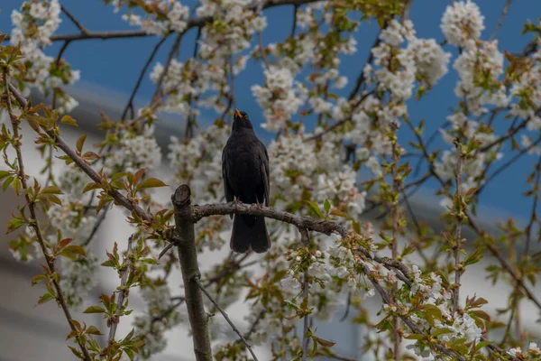 Blackbird Sjunger Körsbärsträd Gren Med Vit Blomma Frisk Vår Solig — Stockfoto