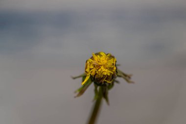 Açık mavi arka planı, yeşil yaprakları ve sarı taze çiçekleri olan karahindiba çiçeği.