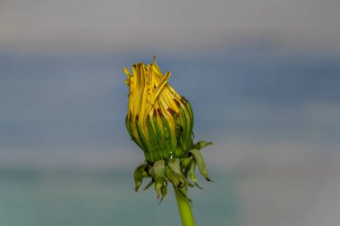 Açık mavi arka planı, yeşil yaprakları ve sarı taze çiçekleri olan karahindiba çiçeği.
