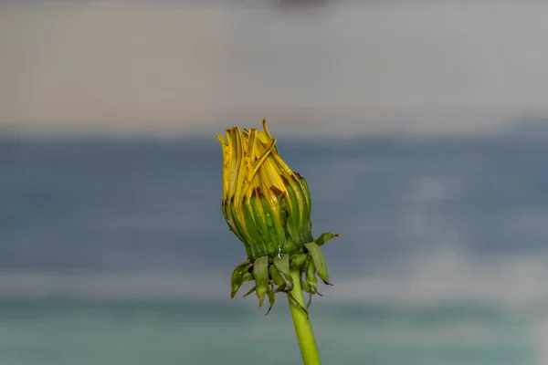 Paardebloem Indoor Met Lichtblauwe Achtergrond Groene Bladeren Gele Verse Bloei — Stockfoto