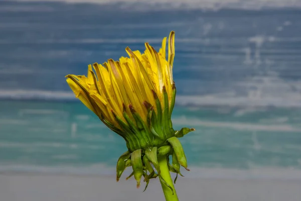 Paardebloem Indoor Met Lichtblauwe Achtergrond Groene Bladeren Gele Verse Bloei — Stockfoto