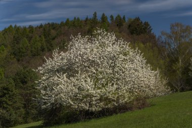Baharda Horni Lhota köyü üzerindeki çayırlar. Doğu Moravya 'da güneşli, taze bir sabah.