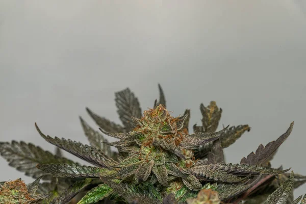 Reife Französische Kekse Schwarz Violette Variante Von Medizinischem Marihuana Mit — Stockfoto