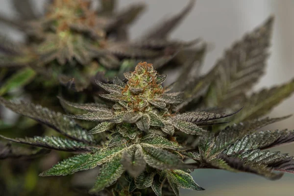 Olgunlaşmış Fransız kurabiyeleri, siyah menekşe, siyah ve gri arka planlı tıbbi marihuana çeşitleri.