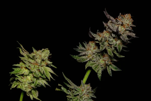 成熟的法国饼干 黑紫罗兰色的药用大麻 背景为黑灰色 — 图库照片