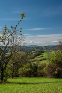İlkbaharda Homole köyü yakınlarındaki çayırlar ve ağaçlar. Doğu Moravya 'da güneşli bir sabah.