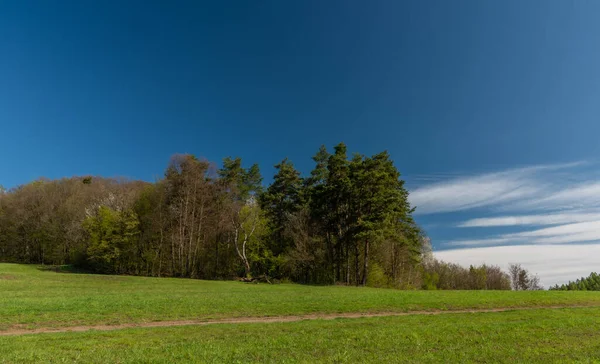 Weidegebied Bomen Buurt Van Homole Dorp Het Voorjaar Zonnige Frisse — Stockfoto