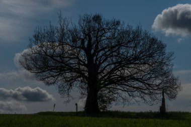 İlkbaharda Homole köyü yakınlarındaki çayırlar ve ağaçlar. Doğu Moravya 'da güneşli bir sabah.