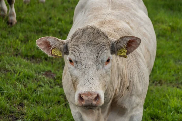 Vacas Brancas Com Terno Dourado Pastagens Verdes Perto Cidade Nejdek — Fotografia de Stock