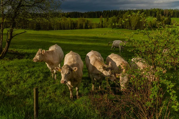 Białe Krowy Złotym Garniturze Zielonym Pastwisku Niedaleko Miasta Nejdek Górach — Zdjęcie stockowe