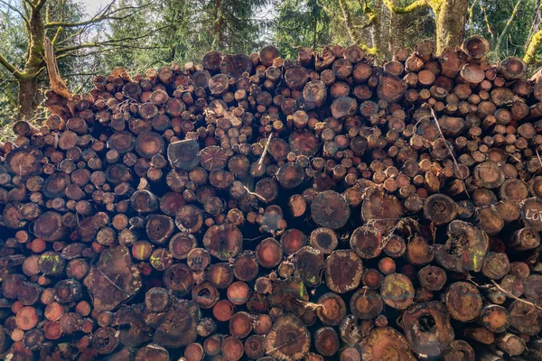 Árvores Caídas Após Ataque Vento Besouro Nas Montanhas Krusne Dia — Fotografia de Stock