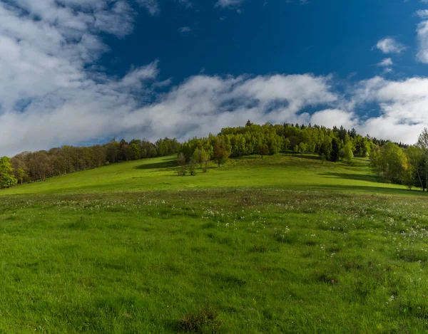 Morning near Nejdek town with fresh green pasture land after night rain