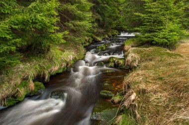Krusne dağlarında taze çayır ve ormanları olan Rolava nehri.