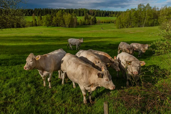 White cows with golden suit on green pasture land near Nejdek town in Krusne mountains