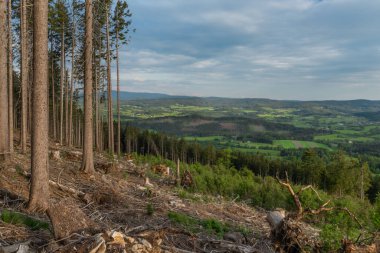 Bahar akşamı Sumava Ulusal Parkı 'nda ağaç kabuğu böceği saldırısından sonra devrilen ağaçlar